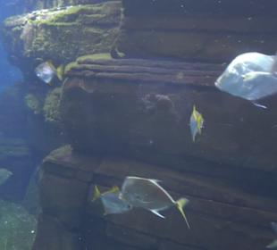 Aquarium