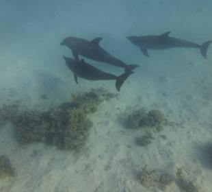 Einmalie Erlebnisse mit Mo´s Delfinen