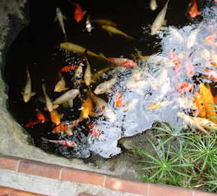 Koi Karpfen