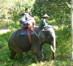 1 Stunde Elefantenritt