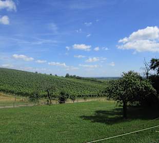 Wanderweg Tabernae-Montanus-Weg Bad Bergzabern