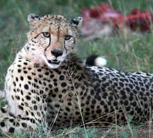 Unglaubliche Safarierlebnisse