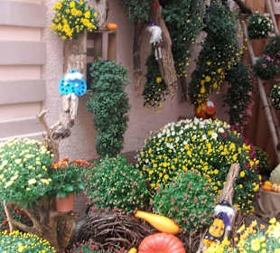 Chrysanthema