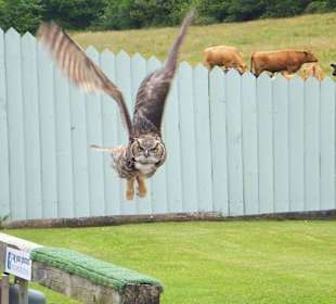 Burren Birds of Prey Center