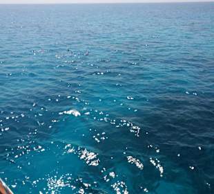 Delfine, nur die Flossenspitzen