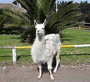 Rosenzucht am Fuße des Cotopaxi