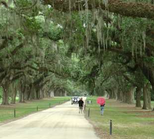 Eichenalle der Boone Hall Plantage