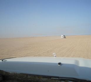 Safari / Wüste