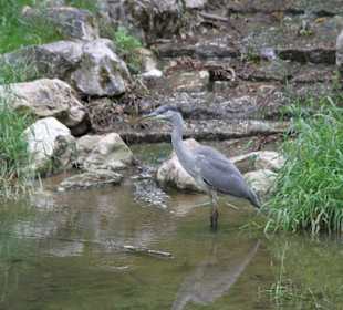 Ein Reiher beim Fischen