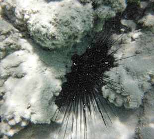 Aufgepasst im flachen Wasser - Seeigel