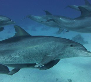 Delfine-Joseph Mogli`s Freunde