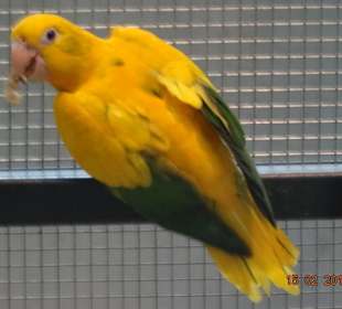 Besonders schönes exemplar