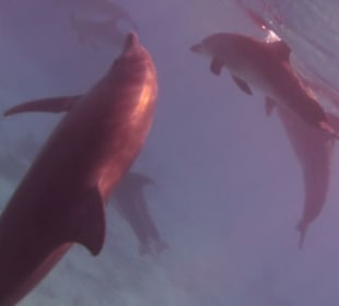 Delfinausflug mit Mo
