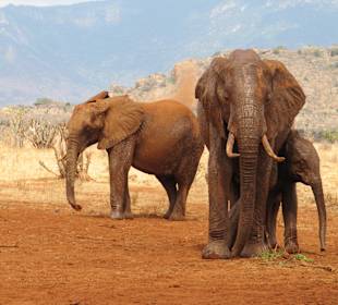 Safari in Tsavo East