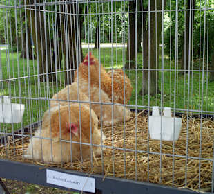 Hahnaustellung im Park