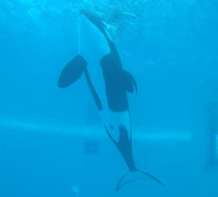 Orca
