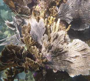 Korallen am Hausriff