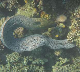 Schnorcheln beim Fort Arabesque