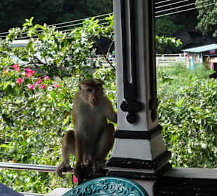 Elefantenreiten Sigiriya