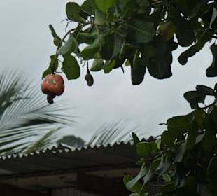 Cashew-Baum mit Frucht/Nuss