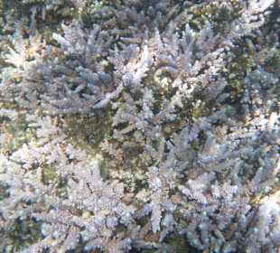 Кусты из кораллов