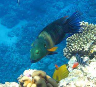 Originalbild - Besenschwanzprachtlippfis