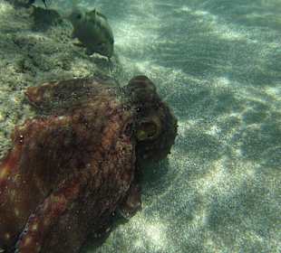 Junger Oktopus