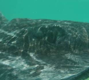 Ein Rochen direkt vor der Nase