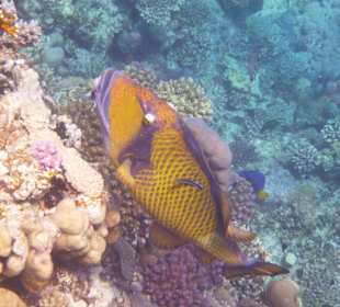 Titandrückerfisch am Tulip Resort