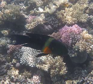 Besenschwanz Prachtlippfisch