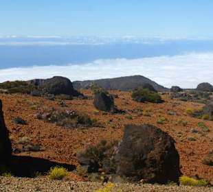 Lauter Huevos del Teide