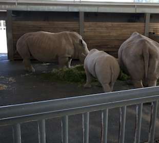 Thüringer Zoopark Erfurt 