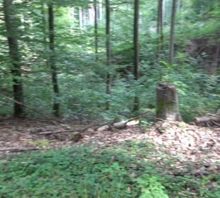 Wanderung Sulzeiche ins Schaichtal Walddorf