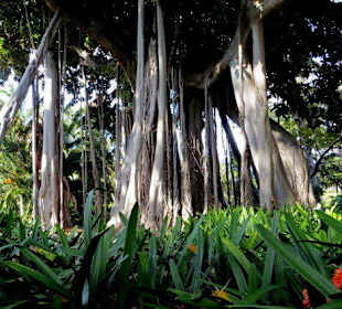Der Ficus macrophylla mit gewaltigen Luftwurzeln