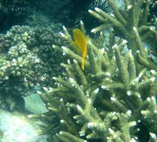 Koralle mit gelber Demoiselle