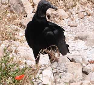 Geier in der Falknerei