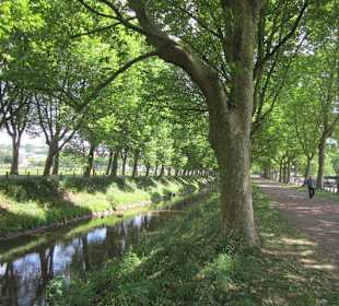 Platanenallee Zweibrücken