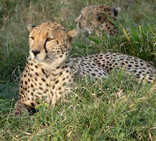 Ein Leopard fast zum Anfassen