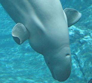 Beluga