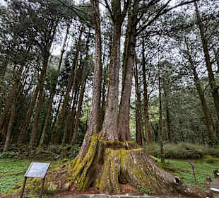Alishan National Forest