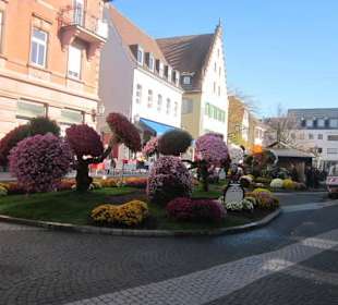 Chrysanthema Lahr
