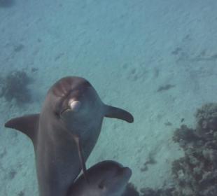 Delfintour in Hurghada