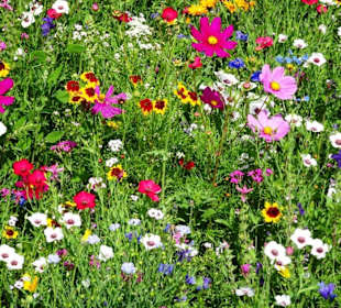 Blumenwiesen am Echternacher See