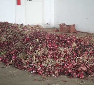 Zwiebelfabrik Schiariti