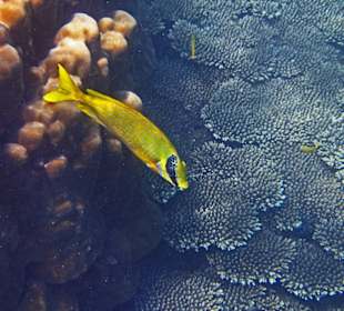  Unter Wasser auf Perh. Besar