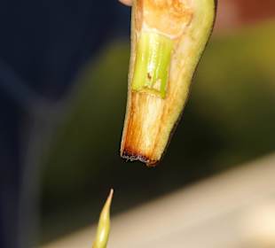 "Geburt" einer Mangrove