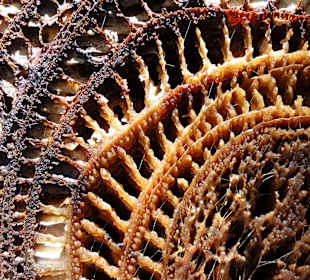 Schnittbild des Bananenstammes