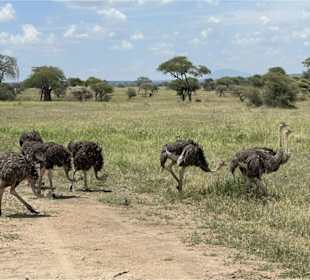 Tanzania Experts