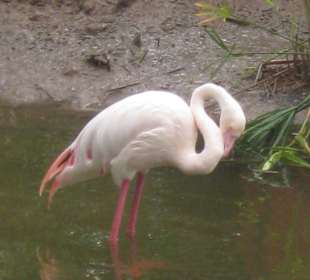 Cango Wildlife Ranch