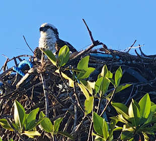 Seeadler 